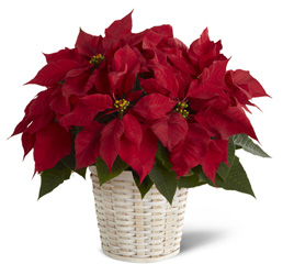 Red Poinsettia Basket  -A local Pittsburgh florist for flowers in Pittsburgh. PA