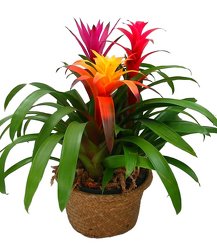 Bromeliad Garden -A local Pittsburgh florist for flowers in Pittsburgh. PA