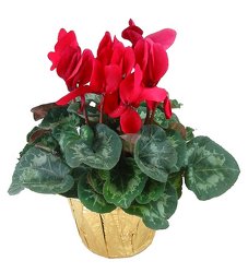 Cyclamen plant  -A local Pittsburgh florist for flowers in Pittsburgh. PA