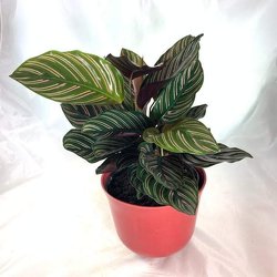 Calathea Ornata -A local Pittsburgh florist for flowers in Pittsburgh. PA