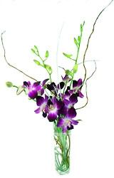 Dendrobium Bud Vase -A local Pittsburgh florist for flowers in Pittsburgh. PA