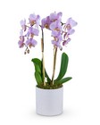 Phalaenopsis Orchid -A local Pittsburgh florist for flowers in Pittsburgh. PA