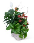 Verdant Basket with Butterflies -A local Pittsburgh florist for flowers in Pittsburgh. PA