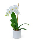 White Orchid Plant -A local Pittsburgh florist for flowers in Pittsburgh. PA