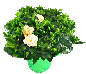 Gardenia plant -A local Pittsburgh florist for flowers in Pittsburgh. PA