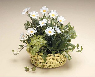 Dish Garden with White Daisies -A local Pittsburgh florist for flowers in Pittsburgh. PA
