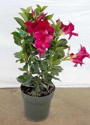 Mandevilla in a basket pot cover -A local Pittsburgh florist for flowers in Pittsburgh. PA
