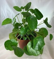 Pilea Peperomioides -A local Pittsburgh florist for flowers in Pittsburgh. PA