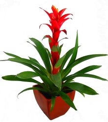 Guzmania Bromeliad -A local Pittsburgh florist for flowers in Pittsburgh. PA