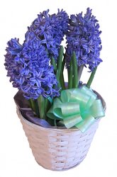 Hyacinth plant with bow -A local Pittsburgh florist for flowers in Pittsburgh. PA