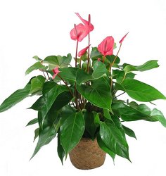 Anthurium Plant -A local Pittsburgh florist for flowers in Pittsburgh. PA