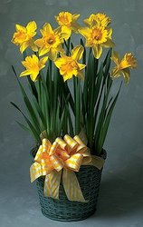 Daffodil plant with bow -A local Pittsburgh florist for flowers in Pittsburgh. PA