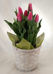Tulip plant in basket pot cover -A local Pittsburgh florist for flowers in Pittsburgh. PA